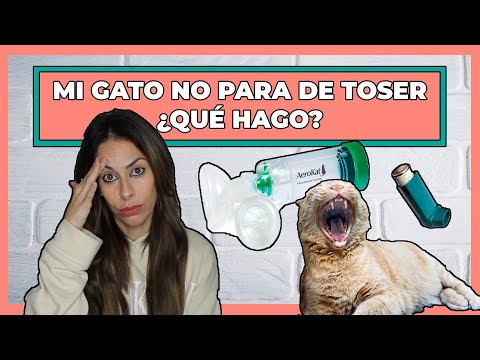 Video: Asma En Gatos