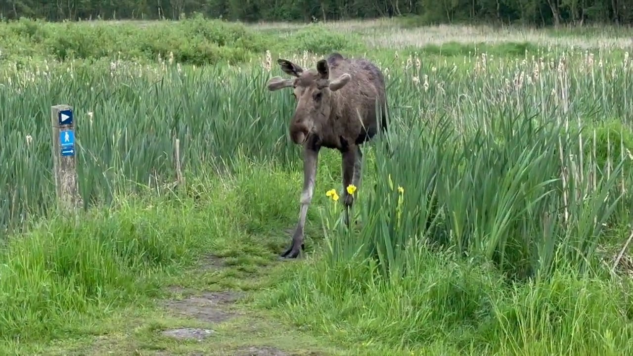 Elge i Lille vildmose sommer 2024