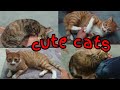 Kucing yang lucu  playing with cute cats