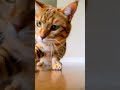 Watch These AI Cats Steal the Spotlight #cats #AI #funny
