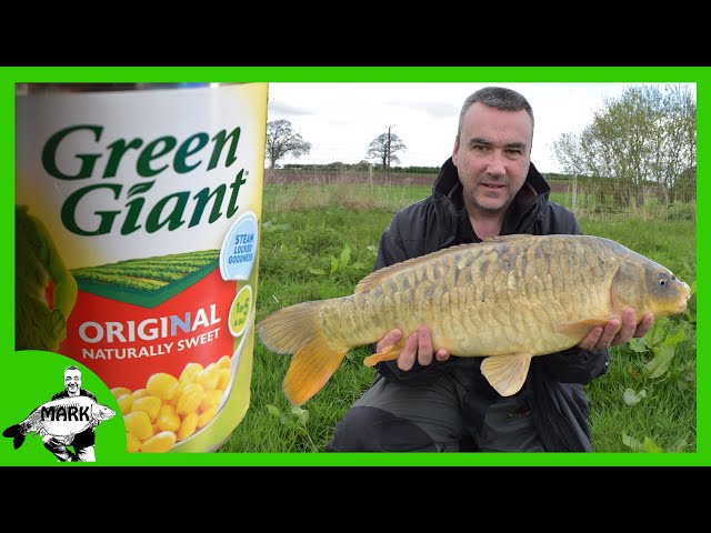 Sweet Corn Carp Rig 