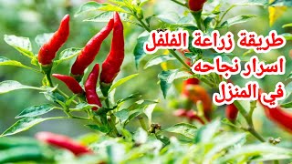 طريقة زراعة الفلفل بسهولة و مضمونة و كيفية الأعتيناء بها How to grow pepper