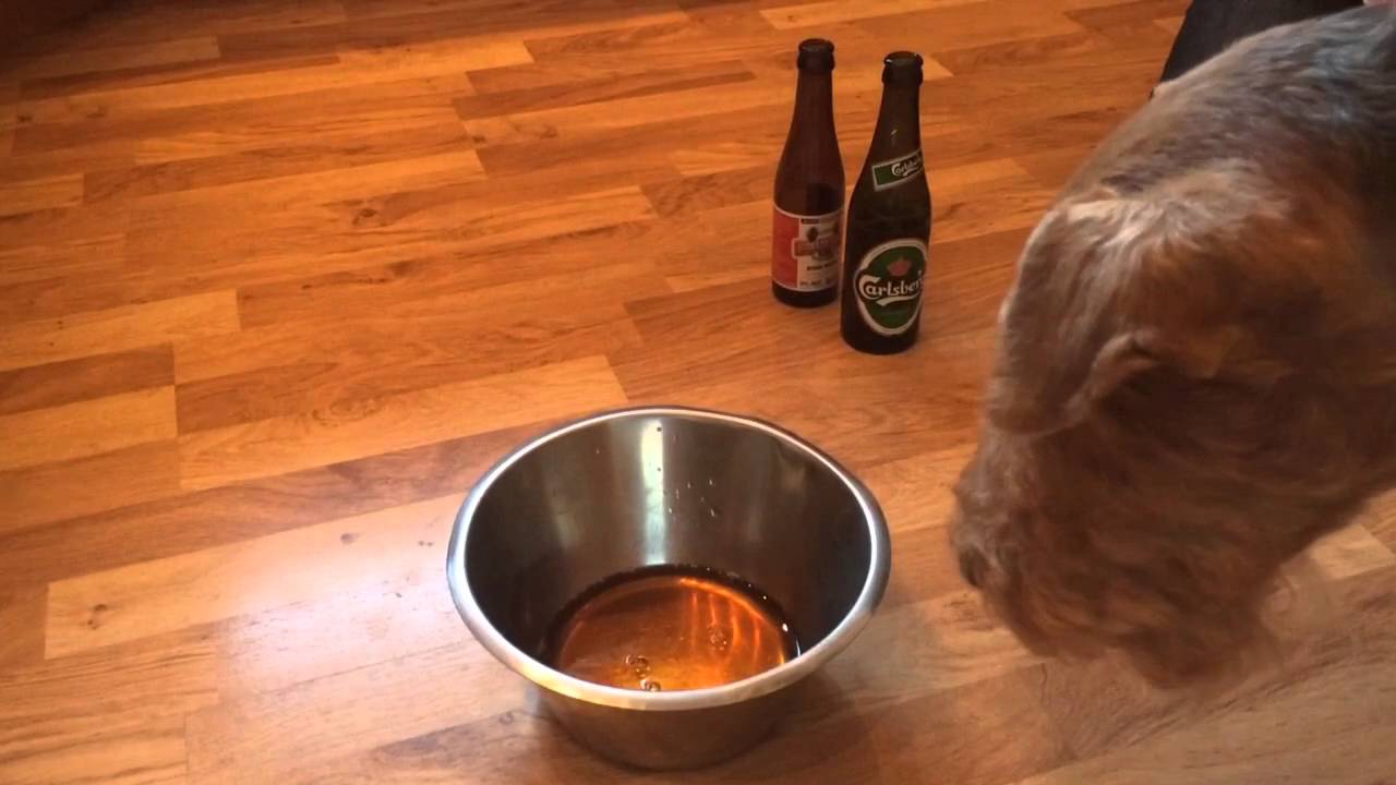Eddie dricker Snuffle Dog Beer YouTube