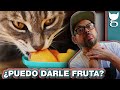 ¿QUÉ FRUTAS PUEDEN COMER LOS GATOS? 😺🍎 LA GATERÍA TV