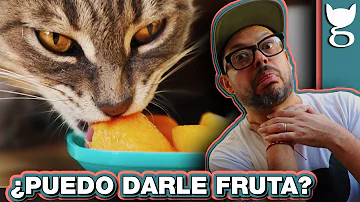 ¿La fruta es mala para los gatos?