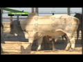 El narcocampamento de lujo en el que entrenaban 200 Zetas.mp4