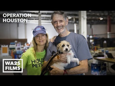Video: Câine de serviciu dă naștere la 8 cățeluși în terminalul aeroportului din Tampa