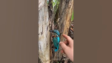 Why do kingfisher birds get stuck in trees? #kingfisher #birds #stuck #shorts