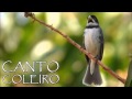 PIADO PARA ESQUENTAR COLEIRO Sporophila caerulescens Double collared Seedeater