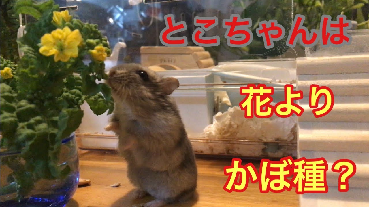 とこちゃんは花よりかぼ種 31 ジャンガリアンハムスター Youtube