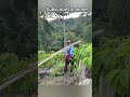 Giant Tree Honey Harvest Adventure | Brave Man Collects Wild Golden Honey in Jungle