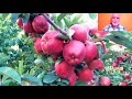 مستثمرين جزائريين يرفعون التحدي وينتجون أجود أنواع التفاح العالمية بطرق بيولوجية APPLES PRODUCTION 