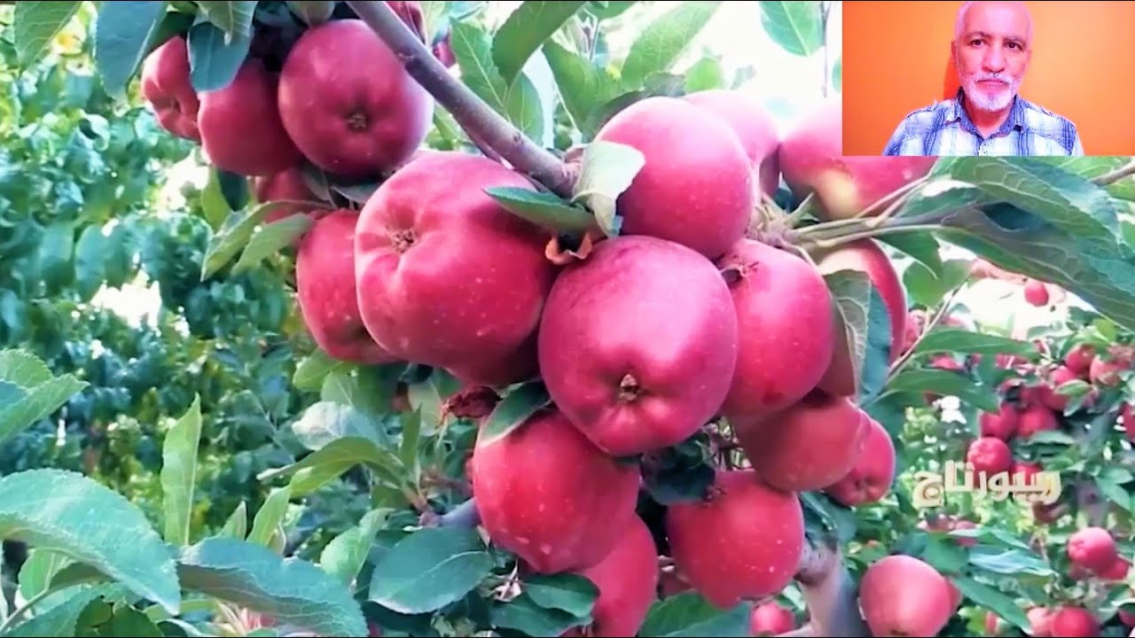 مستثمرين جزائريين يرفعون التحدي وينتجون أجود أنواع التفاح العالمية بطرق بيولوجية APPLES PRODUCTION