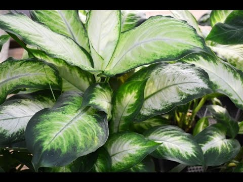  house  plants  house  plants  identification pictures YouTube