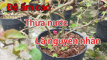 hoa giấy rụng lá non lá xanh do thừa nước .cách khắc phục ?