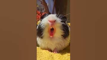 Thumbnail of CAN YOU Relate to this GUINEA PIG🤣 | Wholesome Moments