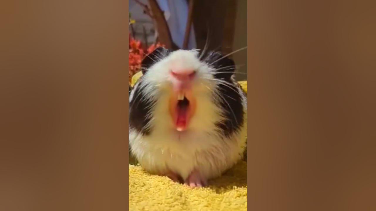 CAN YOU Relate to this GUINEA PIG🤣 | Wholesome Moments