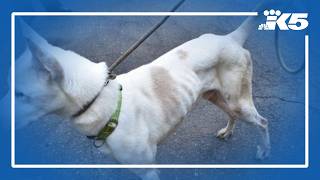 Lynden woman charged with 30 counts of animal cruelty arrested