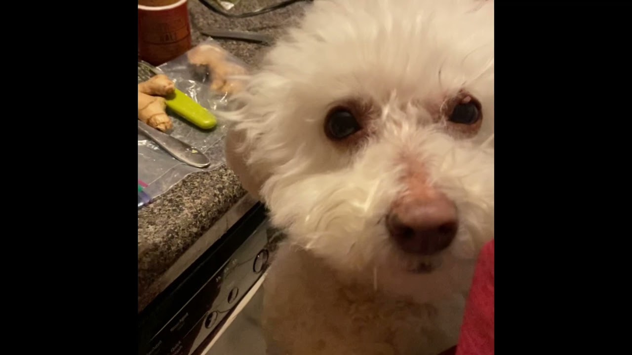 Ginger Molasses Cookies For Dogs