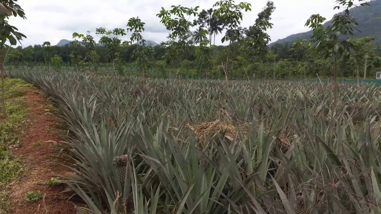 Pineapple Plantation in Kerala YouTube