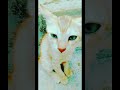 Tina cat's family together in the staircase #kitten #cat