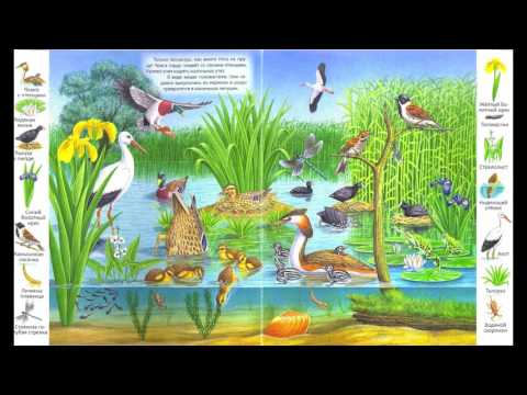 Первые книги малыша. Учим новые слова! В пруду и у реки