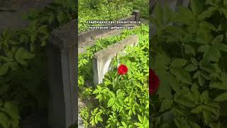 встречали такое? #защитнаямагия #кладбище #погостнаямагия #погост #witchtok #witchcraft #рек #топ