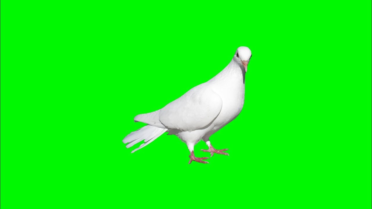 White Pigeon On Green Screen Chroma key Effects Sock Video - YouTube