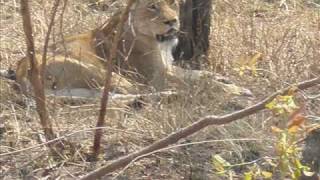 Big 5 and More.wmv