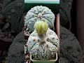 Astrophytum asterias  ,Red. 6 сентября.