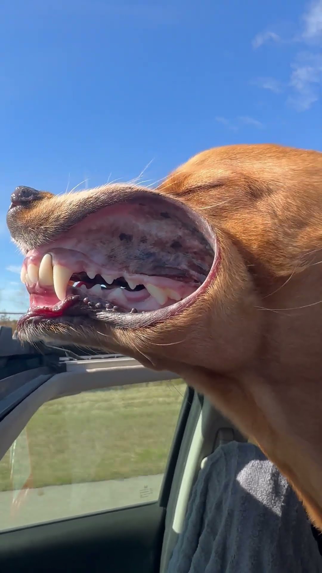Airing Out Jowls Through Sunroof || ViralHog