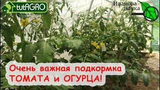 САМАЯ ГЛАВНАЯ ПОДКОРМКА ТОМАТОВ и ОГУРЦОВ В ИЮНЕ! ОВОЩИ ЗАВАЛЯТ УРОЖАЕМ и БУДУТ ОЧЕНЬ ВКУСНЫЕ!