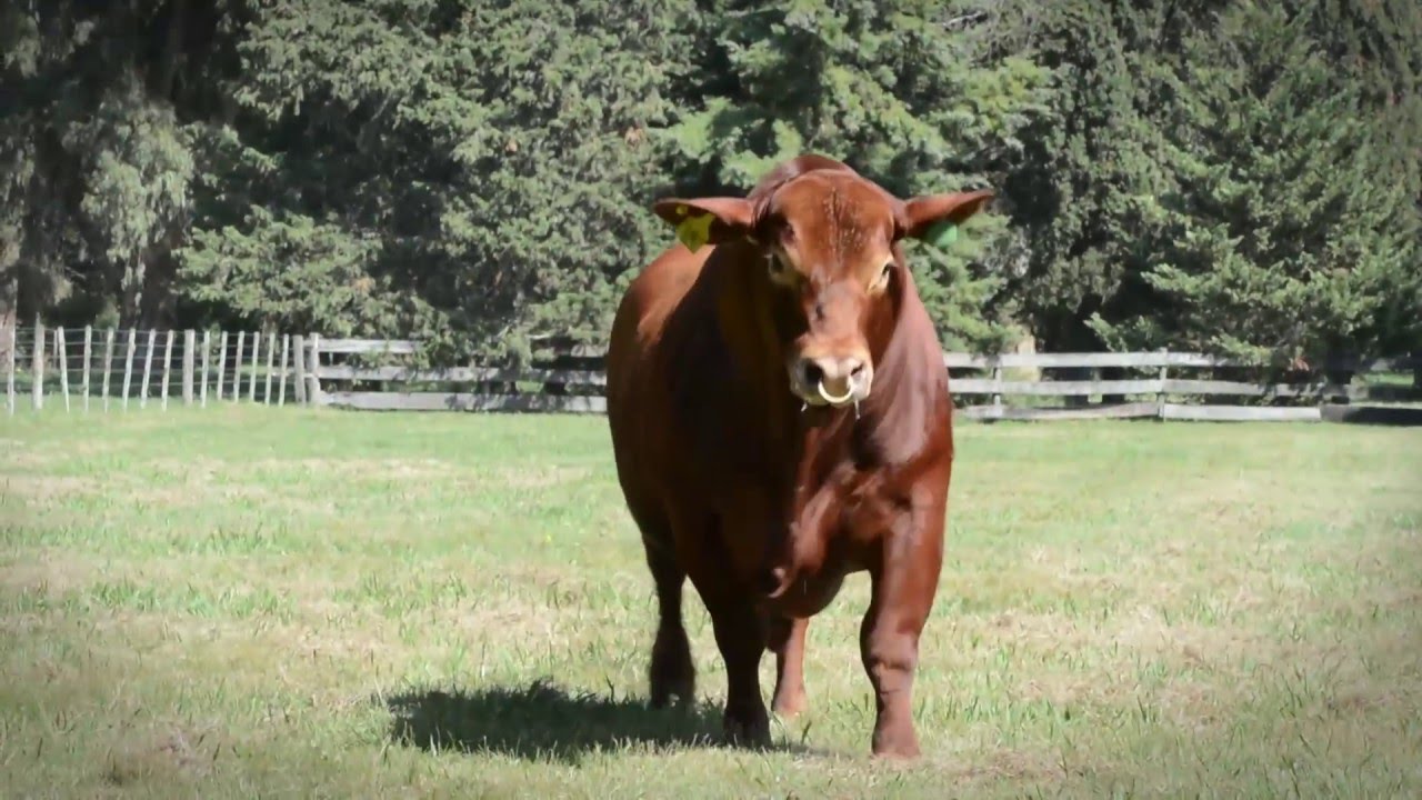 CIALE Alta Toro Tabasco - Brangus Colorado