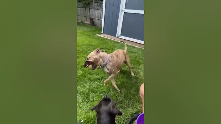 Video of adoptable pet named Leo