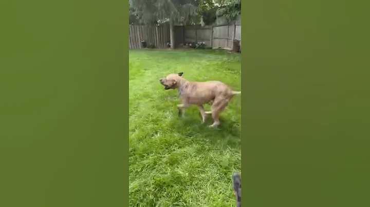 Video of adoptable pet named Leo