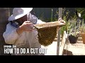 Beekeeping for Beginners: How to Do a Cut Out & Wild Bee Hive Removal | The Bush Bee Man