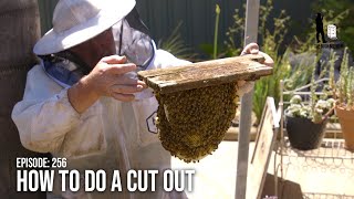 Beekeeping for Beginners: How to Do a Cut Out & Wild Bee Hive Removal | The Bush Bee Man