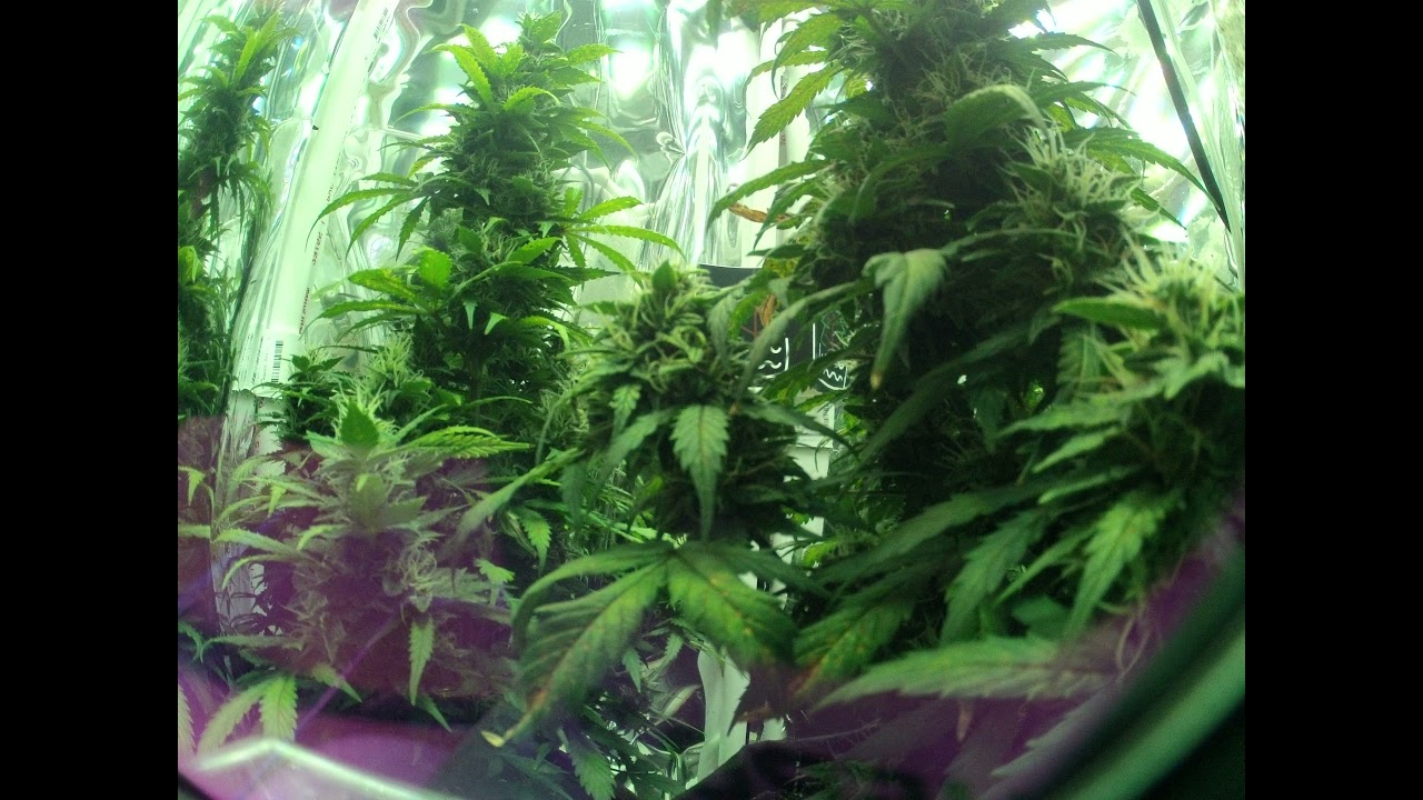 Autoflower Timelapse Day 67 Northern Lights + Sour Kush YouTube