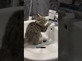 Кошка без воды
