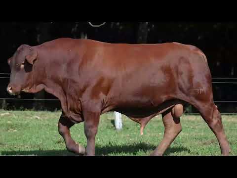 LOTE 05   MMM 1297