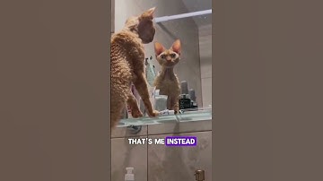 Do Cats Recognize Their Own Reflection