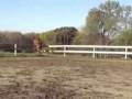 Trakehner Yearling Jumps out of Arena