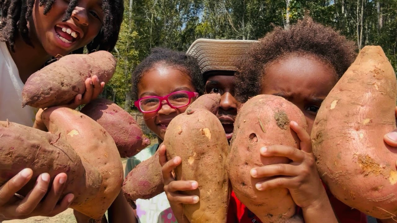 Вы можете превратить ОДНУ сладкую картофелину в 100 фунтов сладкого картофеля, выращивая черенки ...