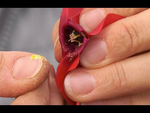 Vidéo: Cyclamen blanc : description des variétés, caractéristiques de culture. Patrie du cyclamen