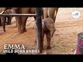 A New Baby for Ex Orphan Emily is Born | Sheldrick Trust