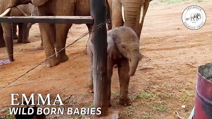 A New Baby for Ex Orphan Emily is Born | Sheldrick Trust - DayDayNews