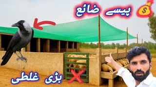 Download Lagu 1یہ غلطی بھیڑ پالنے والوں کو روز نقصان دے رہی ہے MP3
