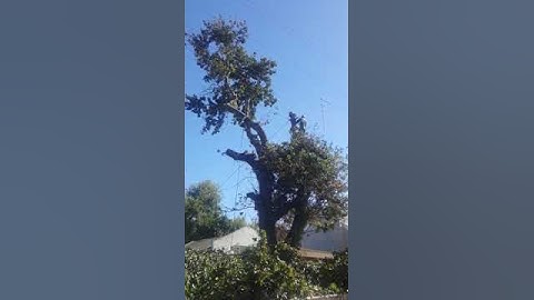 Fell large oak near power lines. Tree felling, - care, Greyton, rope access , Theewaterskloof.