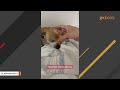 University student saves tiny fragile chihuahua on way to class