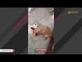 University student saves tiny fragile chihuahua on way to class